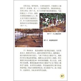 葡萄种植技术书籍 图说葡萄高效栽培关键技术