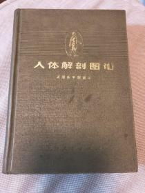 人体解剖图谱
沈阳医学院编绘