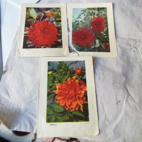 花卉3页一组