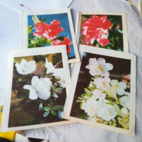 花卉4页一组