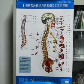 脊柱相关问题系列挂图1套8张黄开斌