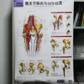 骨科解剖与创伤挂图：手和腕、髋关节、足和踝解剖与创伤挂图