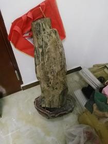 80cm树玉化石