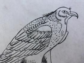 书画8865无款工笔白描花鸟画稿