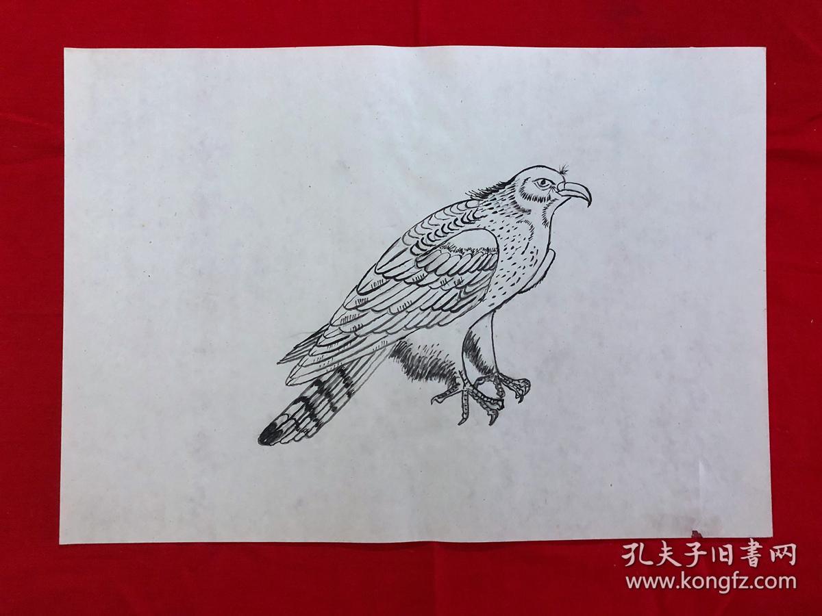 书画8865无款工笔白描花鸟画稿