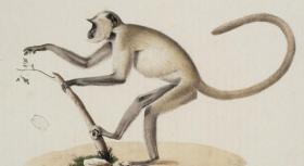 【复印件】哺乳动物自然史.插图.Histoire naturelle des mammifères.By Dessinateur Wermer.1819-1824年，，手工装订