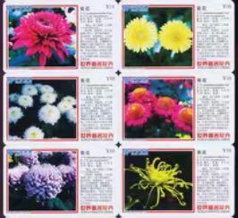 菊花（20全）