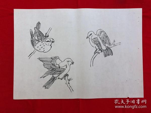 书画8934无款工笔白描花鸟画稿