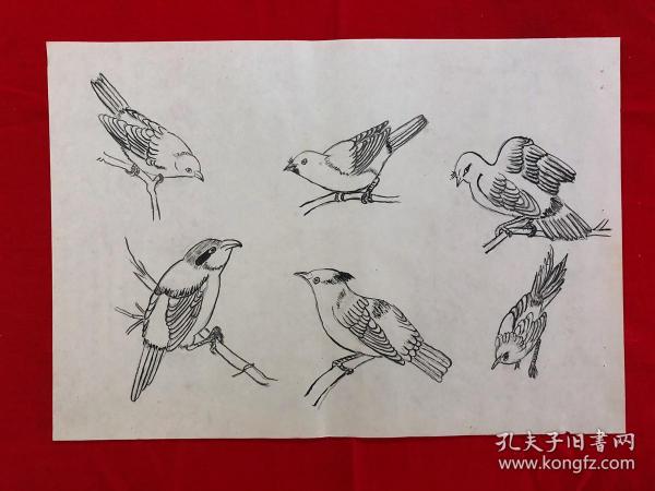 书画8943无款工笔白描花鸟画稿