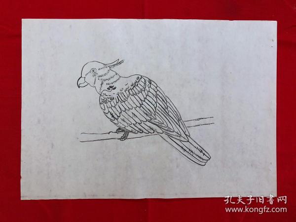 书画8960无款工笔白描花鸟画稿