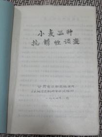 小麦品种抗锈性调查