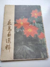 花鸟画选辑(12张全)