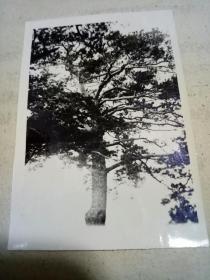 五六十年代林土照片一本。