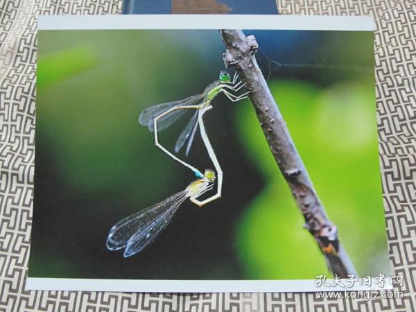 艺术摄影照片1731