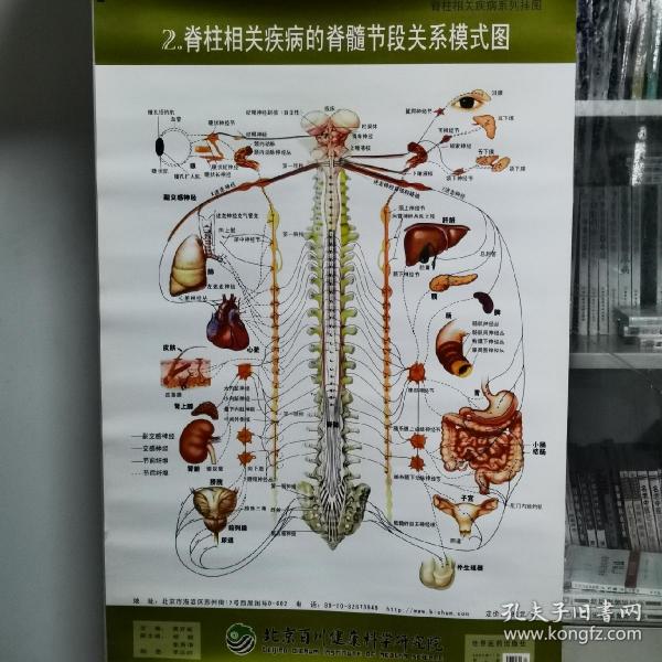 脊柱相关疾病的脊髓节段模式图