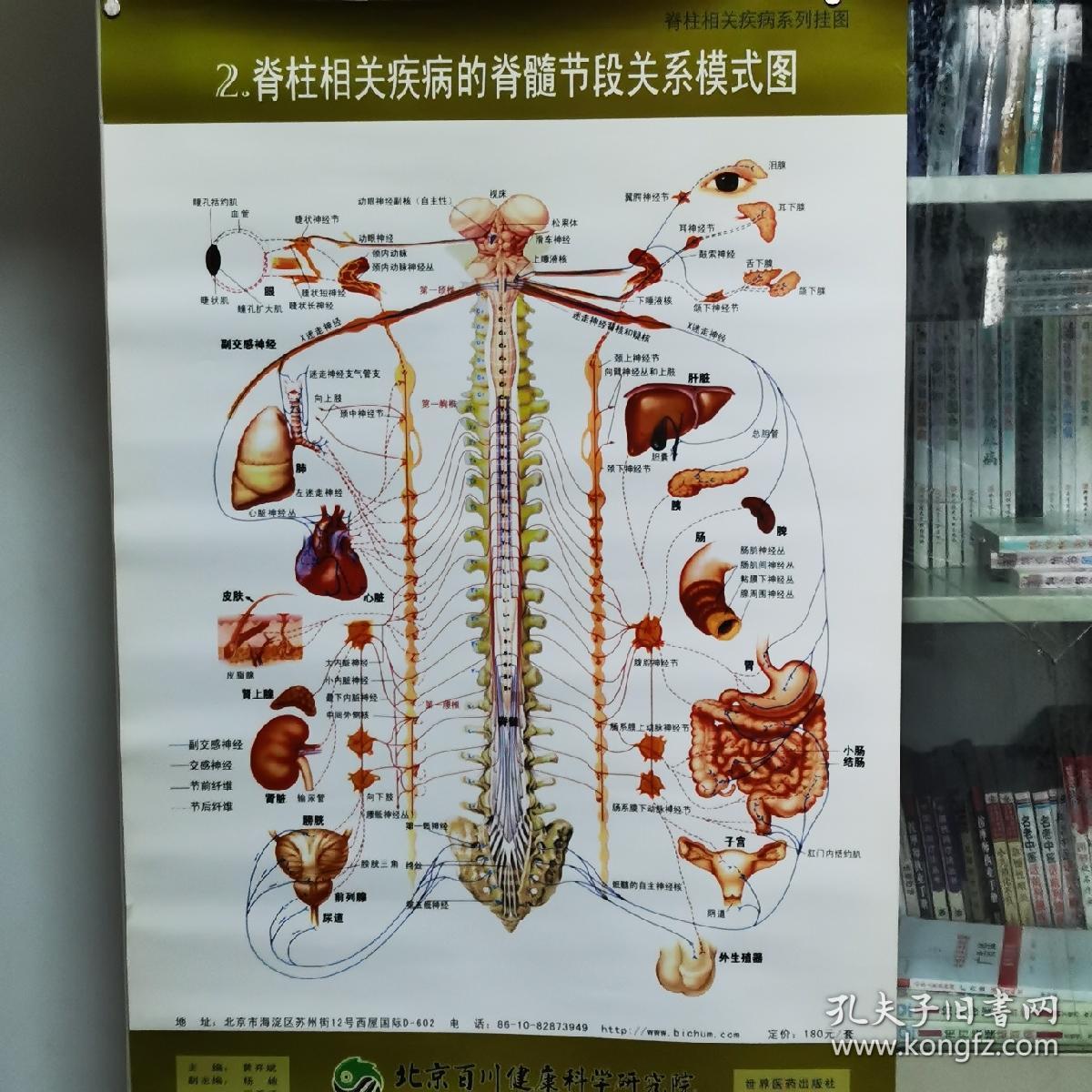 脊柱相关疾病的脊髓节段模式图