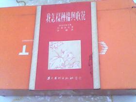 我怎样种棉与收花