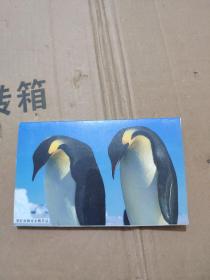 明信片 罗红南极帝企鹅作品 12张