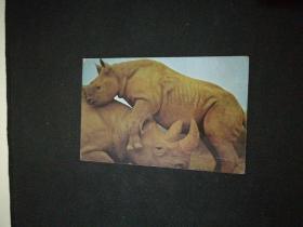 明信片：世界博览  野生动物（一）犀牛