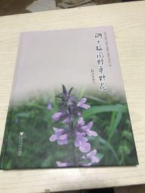 浙大校园野草野花 浙江大学校园植物