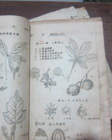 线装  老版本  油印   植物学 附图（附精美手绘图数百幅）【一、二、三】三册合售