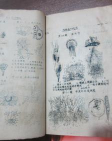 线装  老版本  油印   植物学 附图（附精美手绘图数百幅）【一、二、三】三册合售