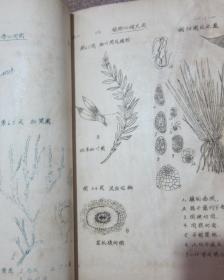 线装  老版本  油印   植物学 附图（附精美手绘图数百幅）【一、二、三】三册合售