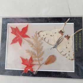 蝴蝶和树叶标本 (塑料压膜)