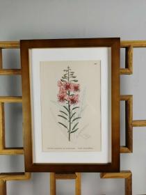 19世纪手工上色钢版画《英国植物花卉图谱496：桃金娘目--柳叶菜科--法国柳兰》（Epilobium angustifolium，Garden French-Willow）-- 来自19世纪英国著名植物学家John T. Boswell的文献整理，插图出自英国画家John Edward Sowerby，大英博物馆出版 -- 纸张尺寸25.5*17.5厘米 -- 手工上色，非常精美