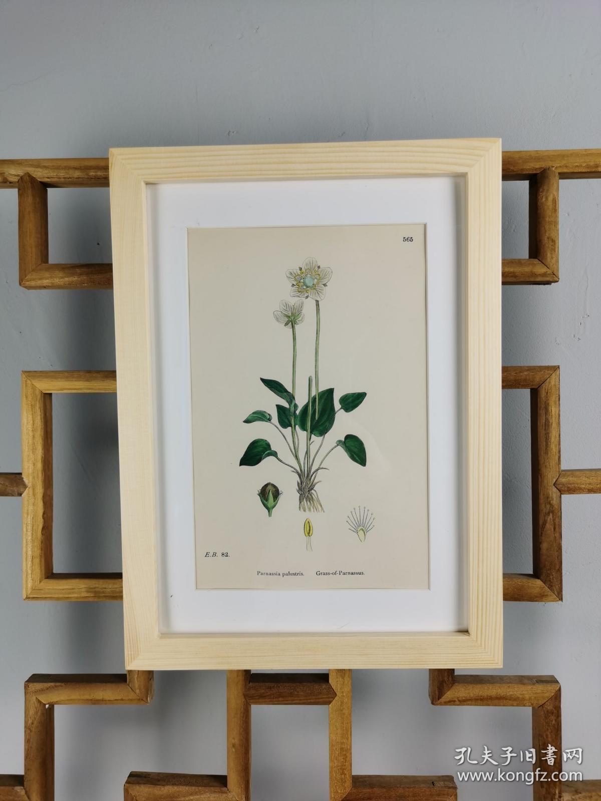 19世纪手工上色钢版画《英国植物花卉图谱565：虎耳草目--梅花草属--帕那色斯草（是北美南部的特有植物）》（Parnassia palustris，Grass-of-Parnassus）-- 来自19世纪英国著名植物学家John T. Boswell的文献，插图出自英国画家John Edward Sowerby，大英博物馆 -- 纸张尺寸25.5*17.5厘米 -- 手工上色非常精美
老画新框