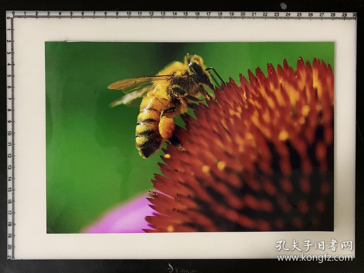 91 照片 摄影家艺术纪实类参展照片 大尺寸  蜜蜂采蜜 朱源深