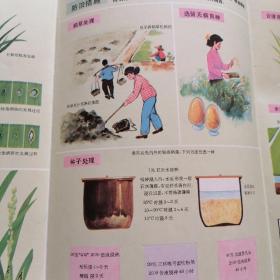 水稻病虫害防治技术挂图 全10张合售