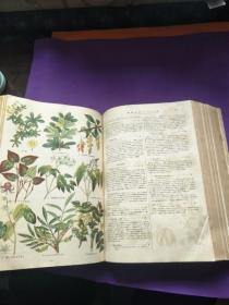 内外植物原色大图鉴（全一册）超厚， 昭和15年改版，昭和19年再版