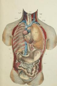庆祝孔夫子网店开业10周年，株式会社明月成立4周年特选精品——约1842年刊世界首部立体解剖版画-使用彩色立体图形解释的人体组织和生理学