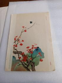 五十年代 小画片 :寿带红叶 （18开）