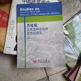 爪哇稻及其亚种间杂种优势的研究