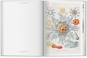 The Art And Science Of Ernst Haeckel