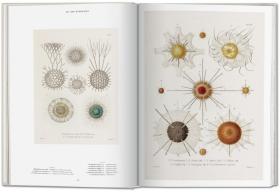 The Art And Science Of Ernst Haeckel