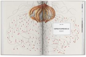 The Art And Science Of Ernst Haeckel