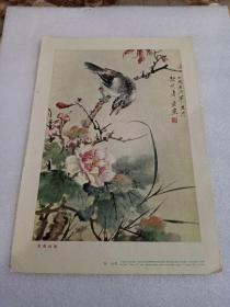 五十年代 小画片 :芙蓉山雀 （18开）