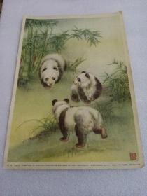 五十年代 小画片 : 熊猫 （18开）