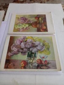 五十年代 小画片 : 菊花苹果 ，菖兰花。二张。（18开）