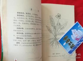 吉林省野生可食植物（多图，吉林生物大学生物系吉林省革命委员会办公室民政组编）1973年一版一印  D10