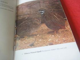 THE HANDBOOK OF FOREIGN BIRDS