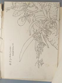 1974年毕晋吉白描花卉