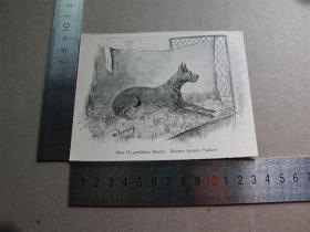 【百元包邮】1895年木刻版画《graublaue hündin》(灰蓝色母狗） 尺寸见图（货号603028）