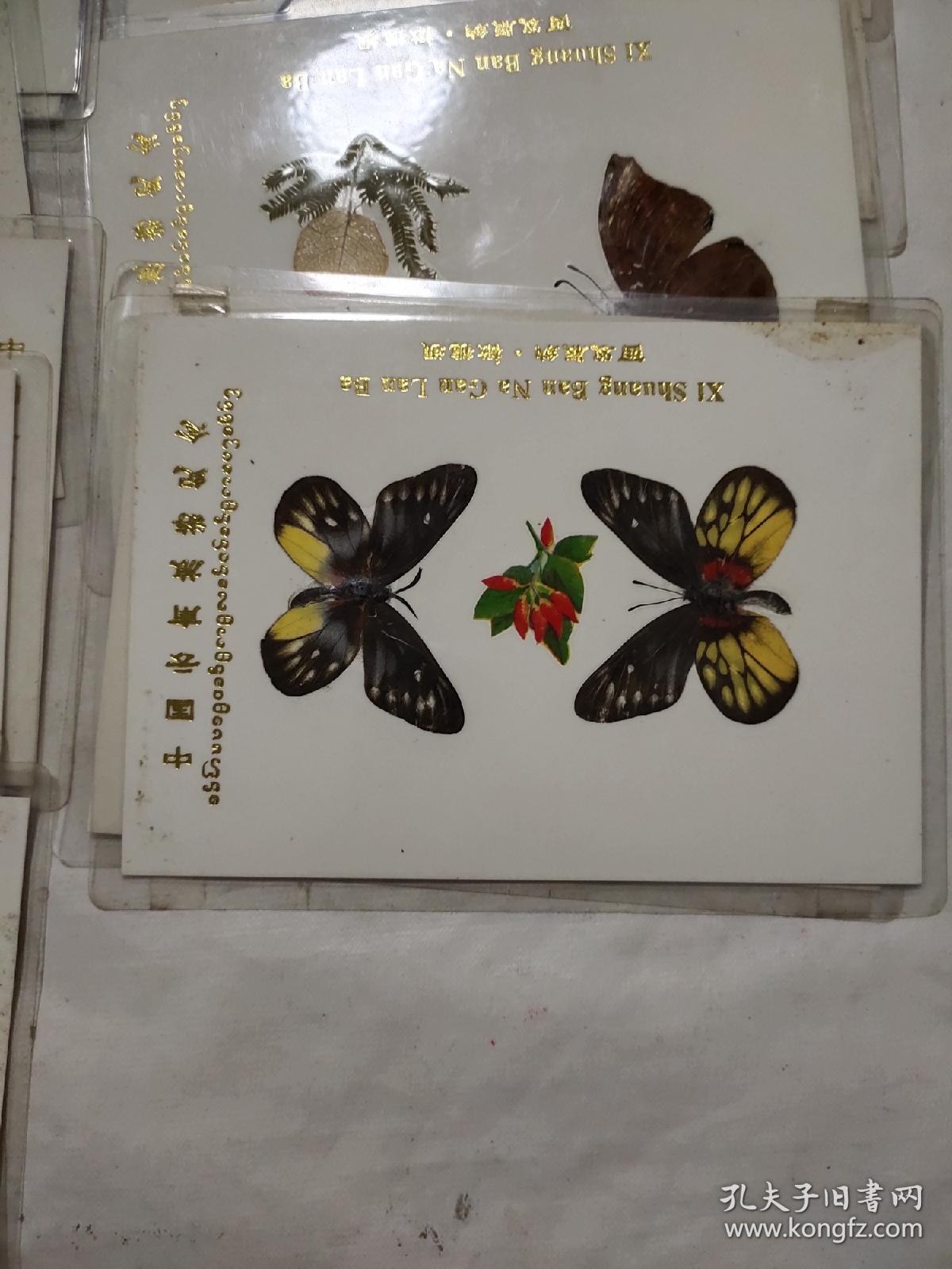 蝴蝶标本15张