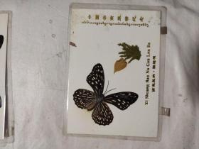 蝴蝶标本15张