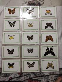 蝴蝶标本50张