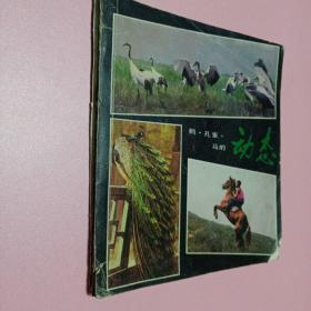 鹤 孔雀 马的动态